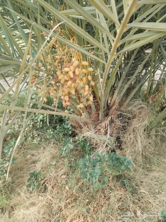 نخيل مثمر للبيع صقعي سكري اخلاص هلالي مجدوله مصيفه 0