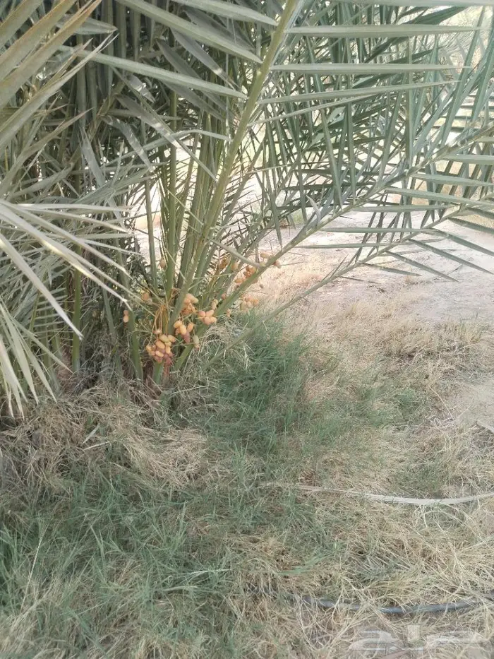 نخيل مثمر للبيع صقعي سكري اخلاص هلالي مجدوله مصيفه 6