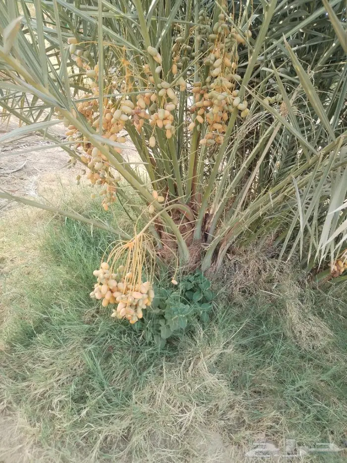 نخيل مثمر للبيع صقعي سكري اخلاص هلالي مجدوله مصيفه 7