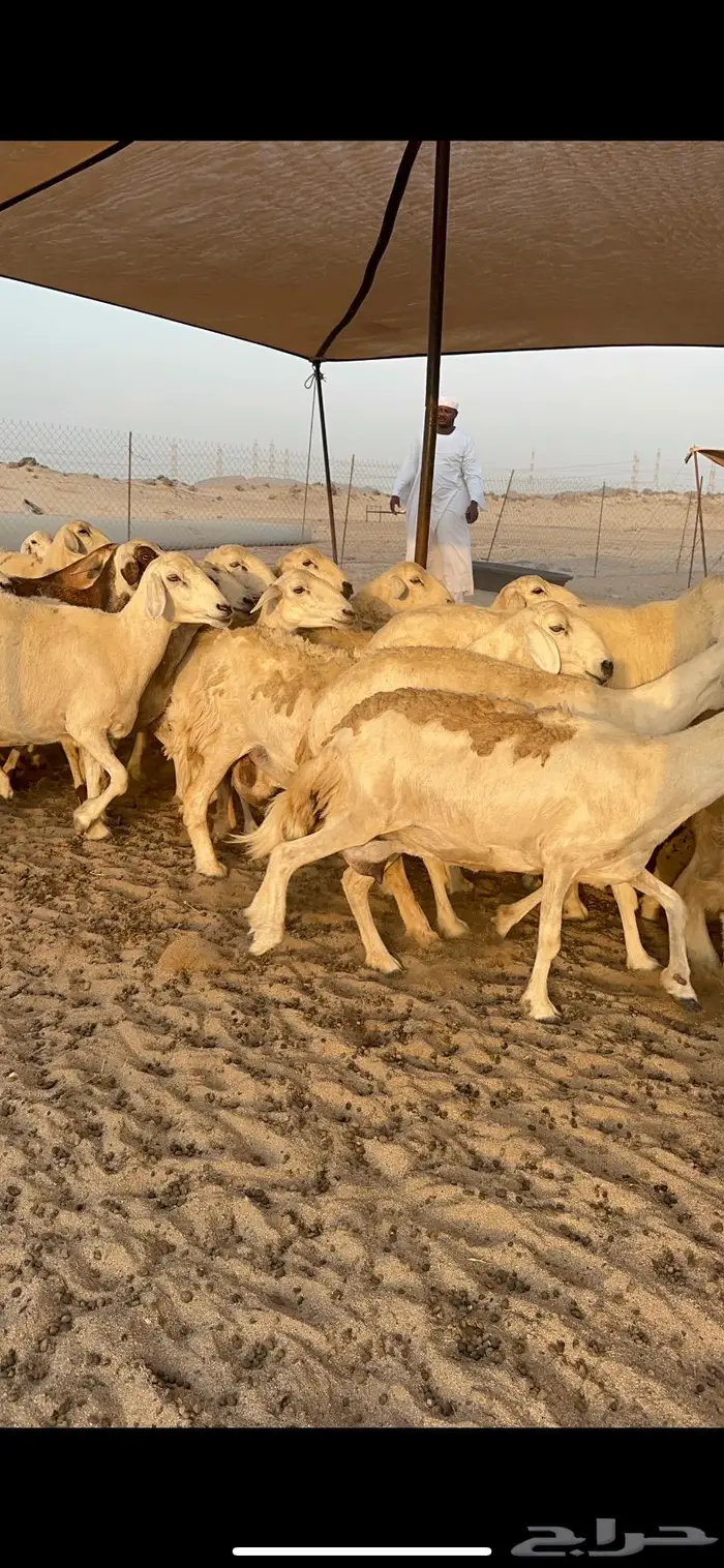غنم حريات خلفات طيبة 0