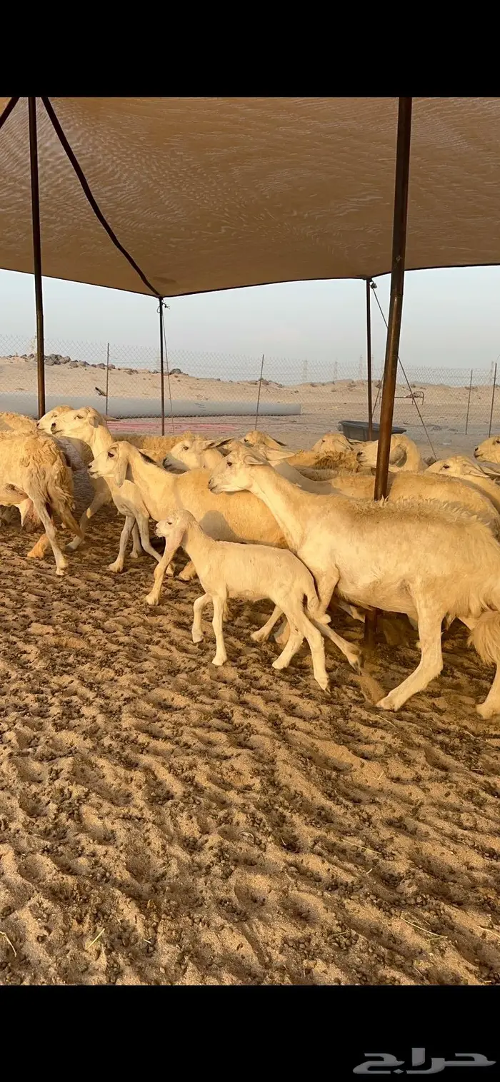 غنم حريات خلفات طيبة 2