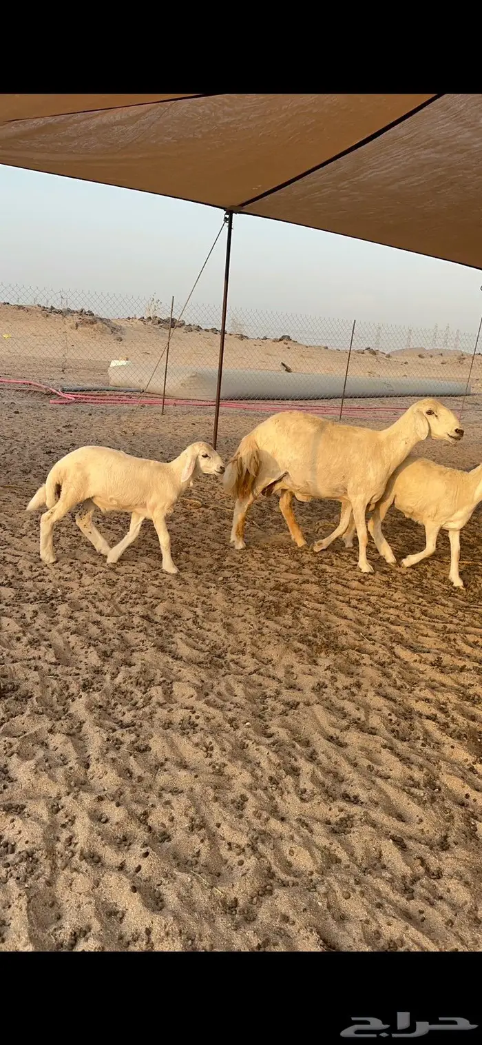 غنم حريات خلفات طيبة 1