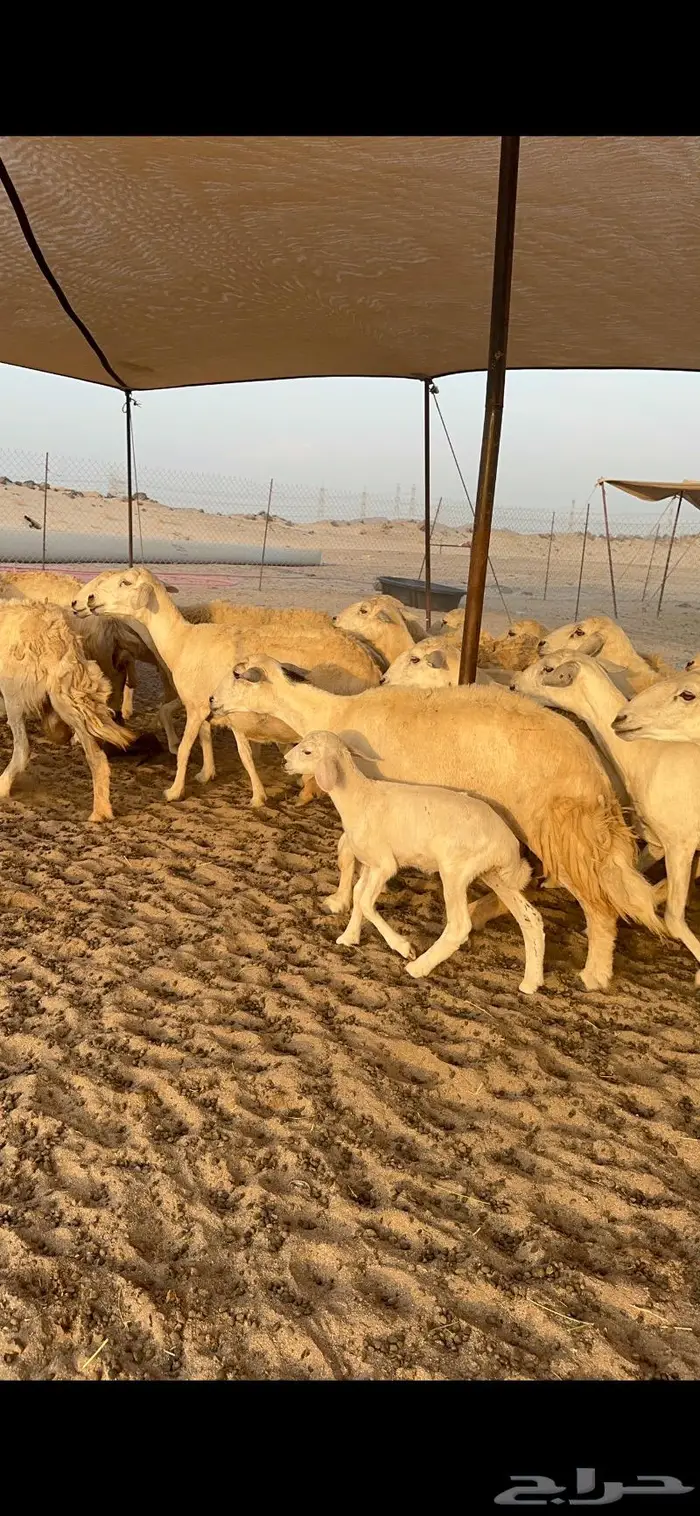 غنم حريات خلفات طيبة 4