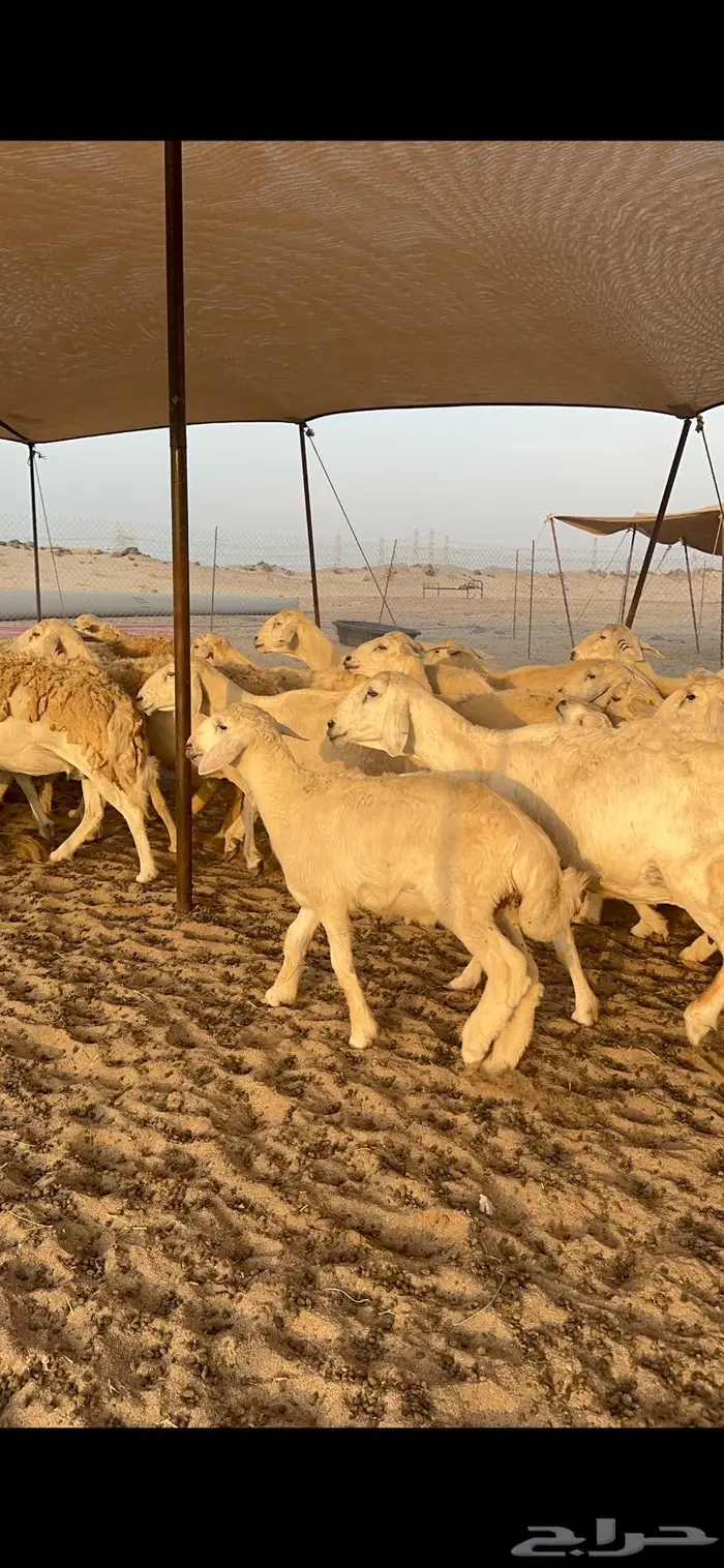 غنم حريات خلفات طيبة 3