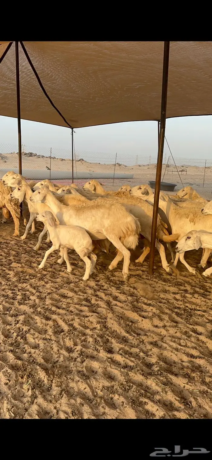 غنم حريات خلفات طيبة 5