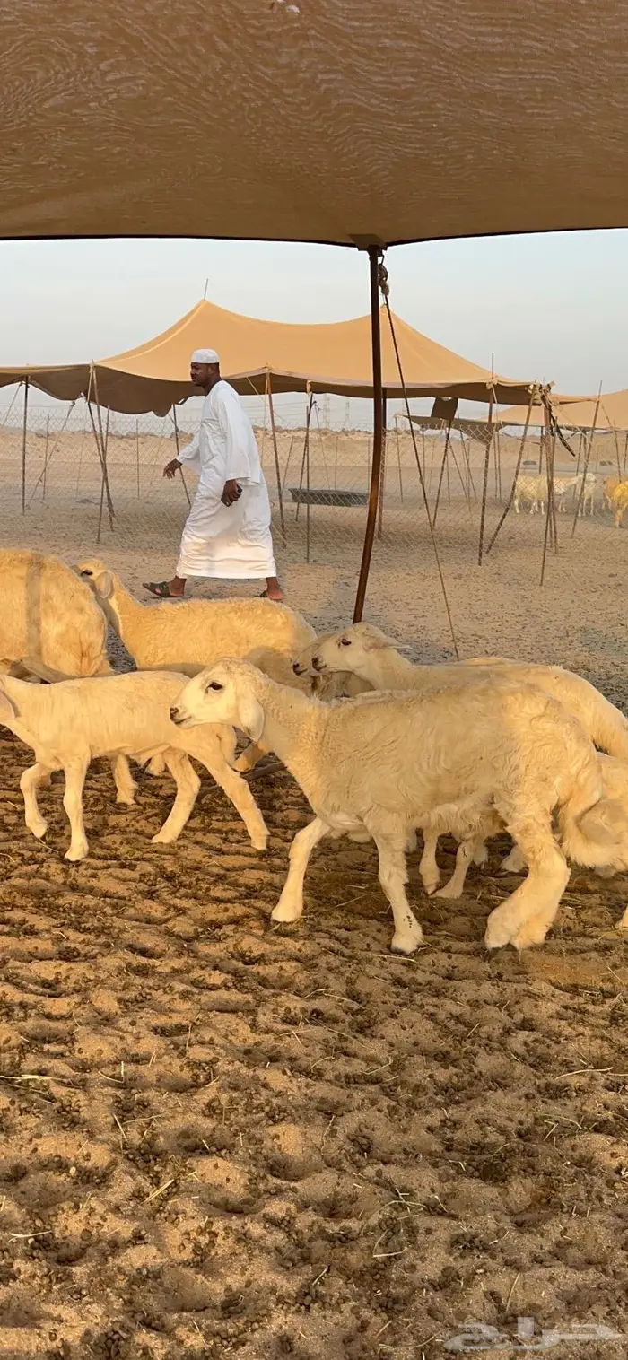غنم حريات خلفات طيبة 6