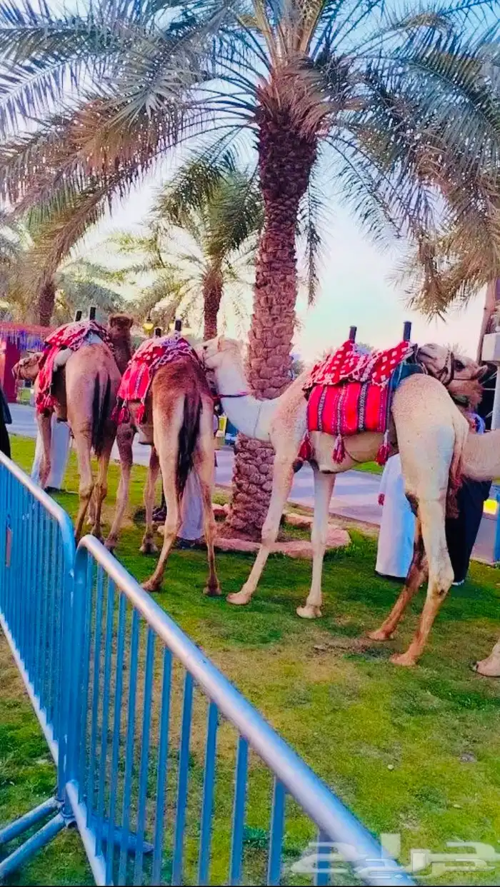 أستأجر خيول وجمال 4