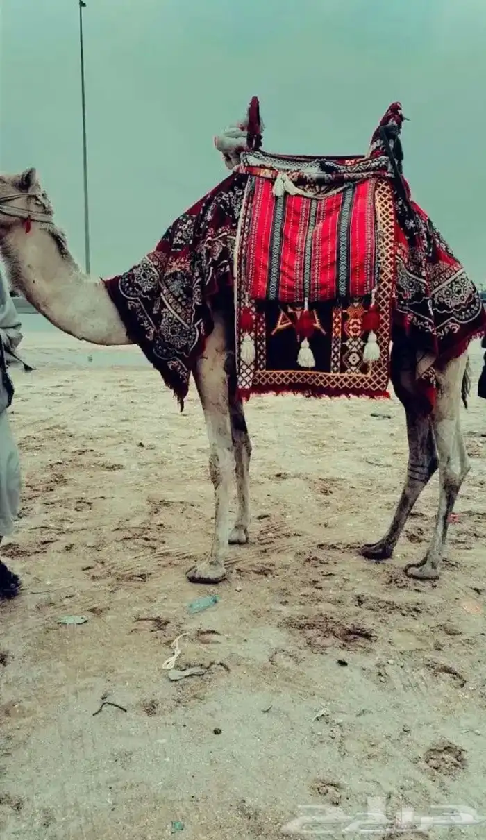 إيجارات خيول وجمال 3