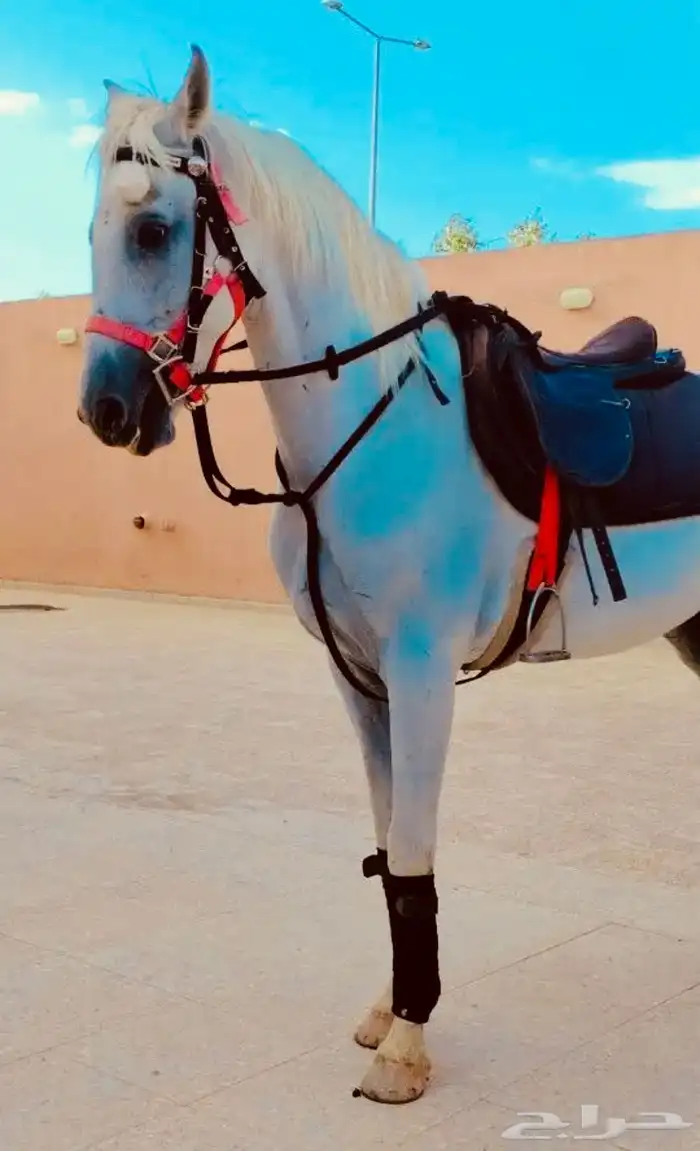إيجارات خيول وجمال 2