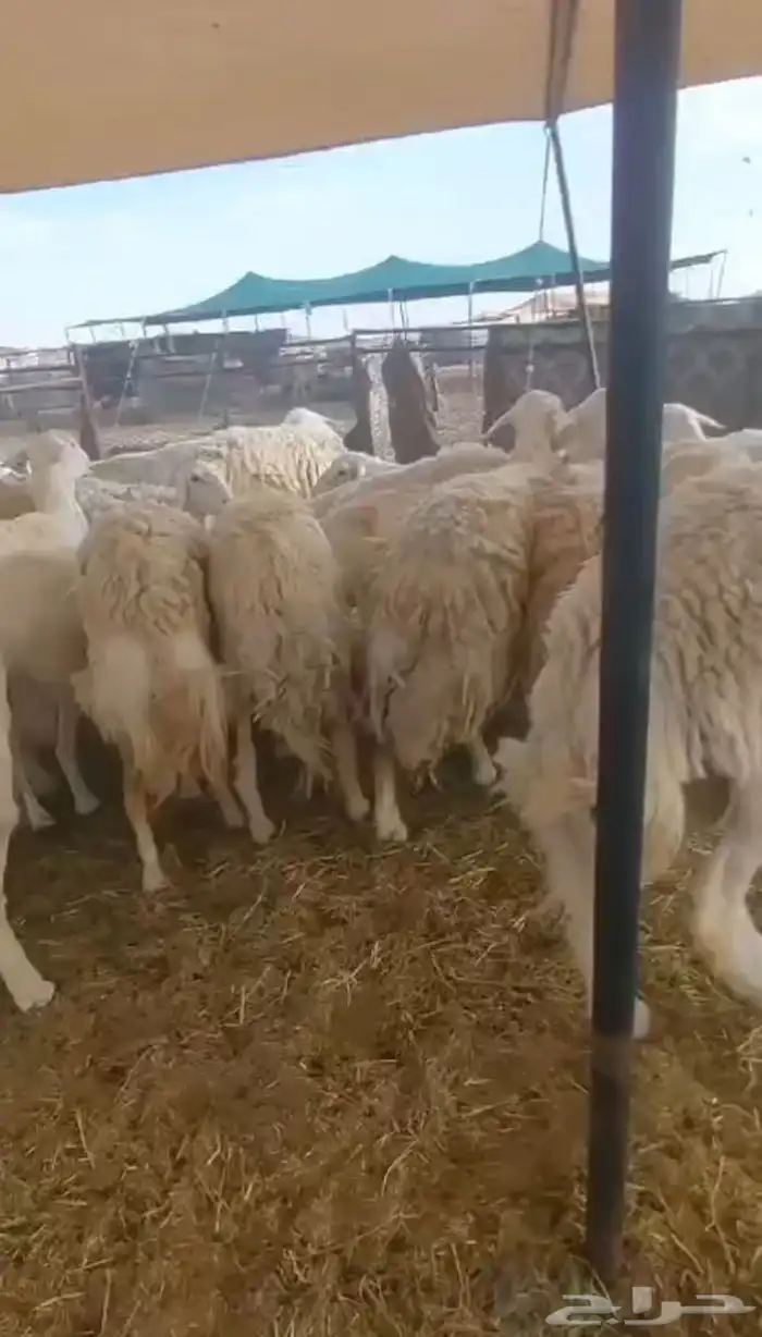 خمس مواليد تحتهن ست وهناك عدد أكبر 4