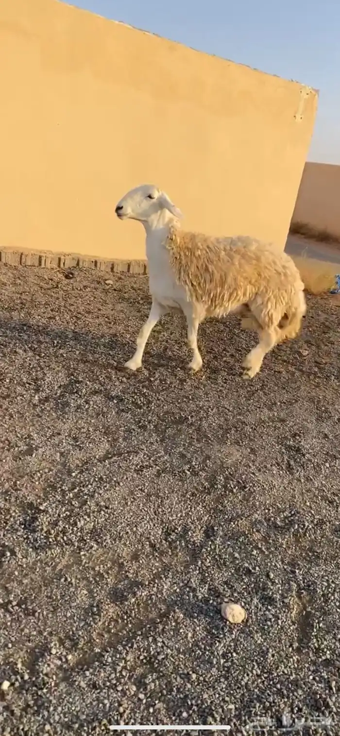 حرية حرشاء خصم الخصمم (( تم البيع )) 0