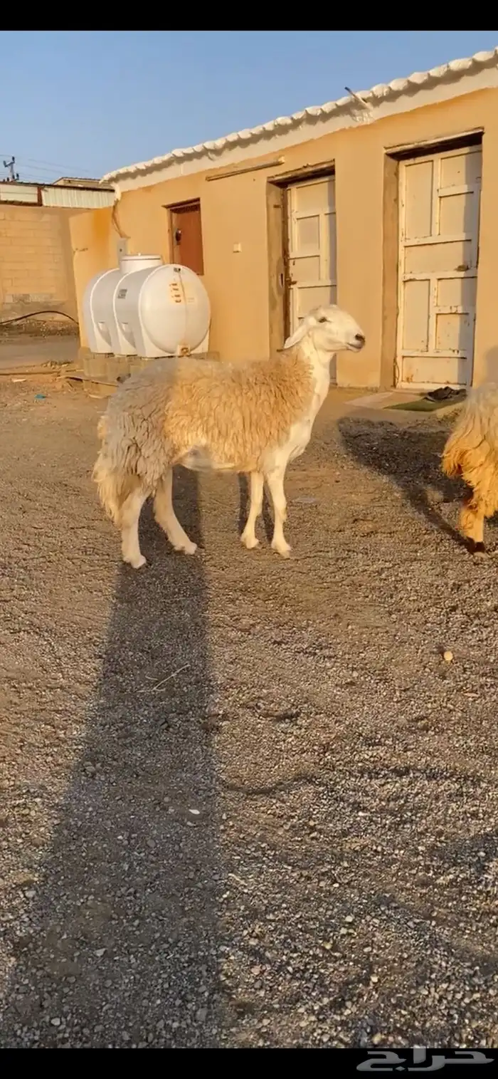 حرية حرشاء خصم الخصمم (( تم البيع )) 1