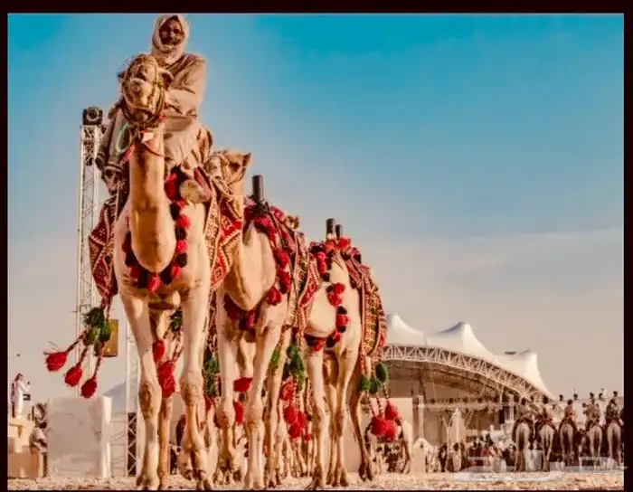 إيجارات خيول وجمال 0