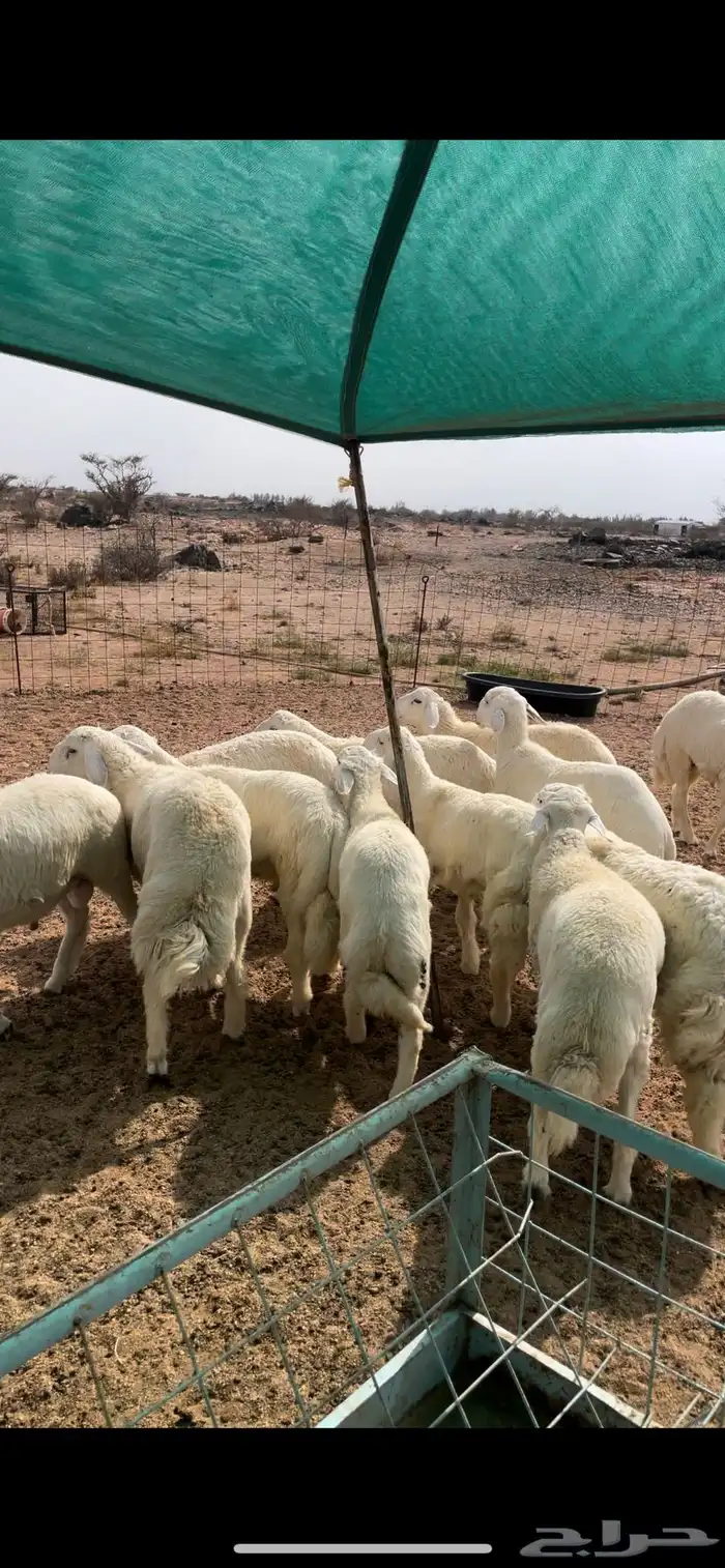 طليان حري مناسبات وتمائم 1