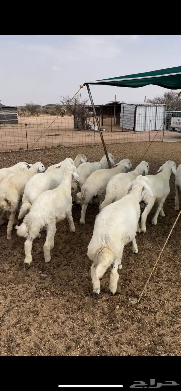 طليان حري مناسبات وتمائم 2