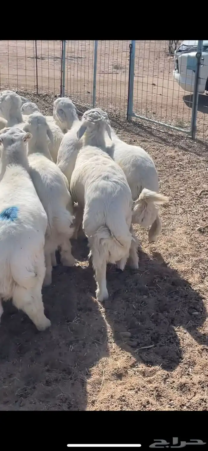 طليان حري مناسبات وتمائم 0