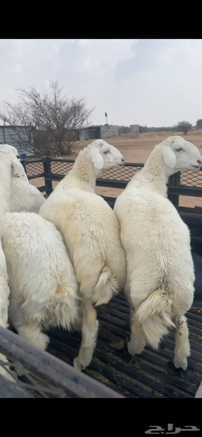 طليان حري مناسبات وتمائم 3