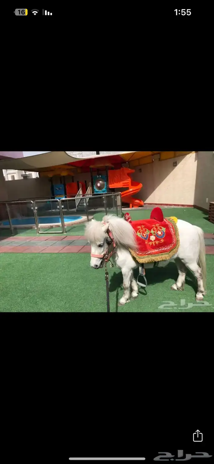 للحفلات والمناسبات (خيل-سيسي-حنطور -جمل) في الشرقية 5