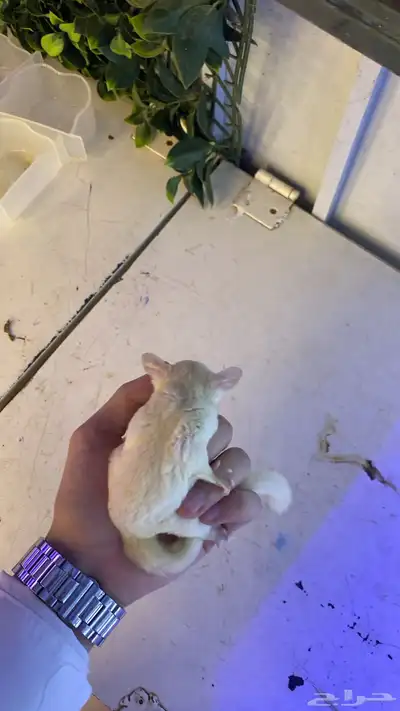 زوج سناجب شوقر قلايدر ابيض 6