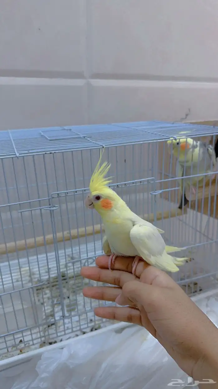 ببغاء كروان 1