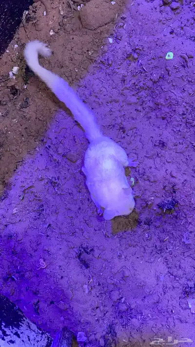 زوج سناجب شوقر قلايدر ابيض 3
