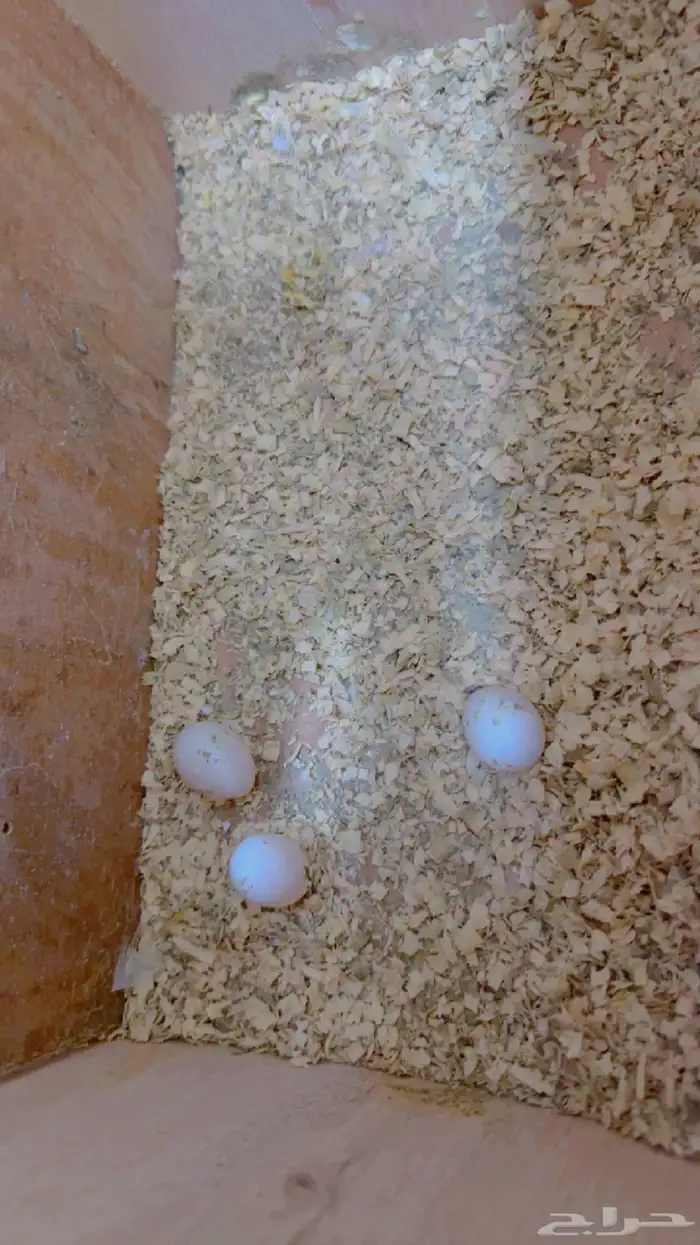 ببغاء كروان 2