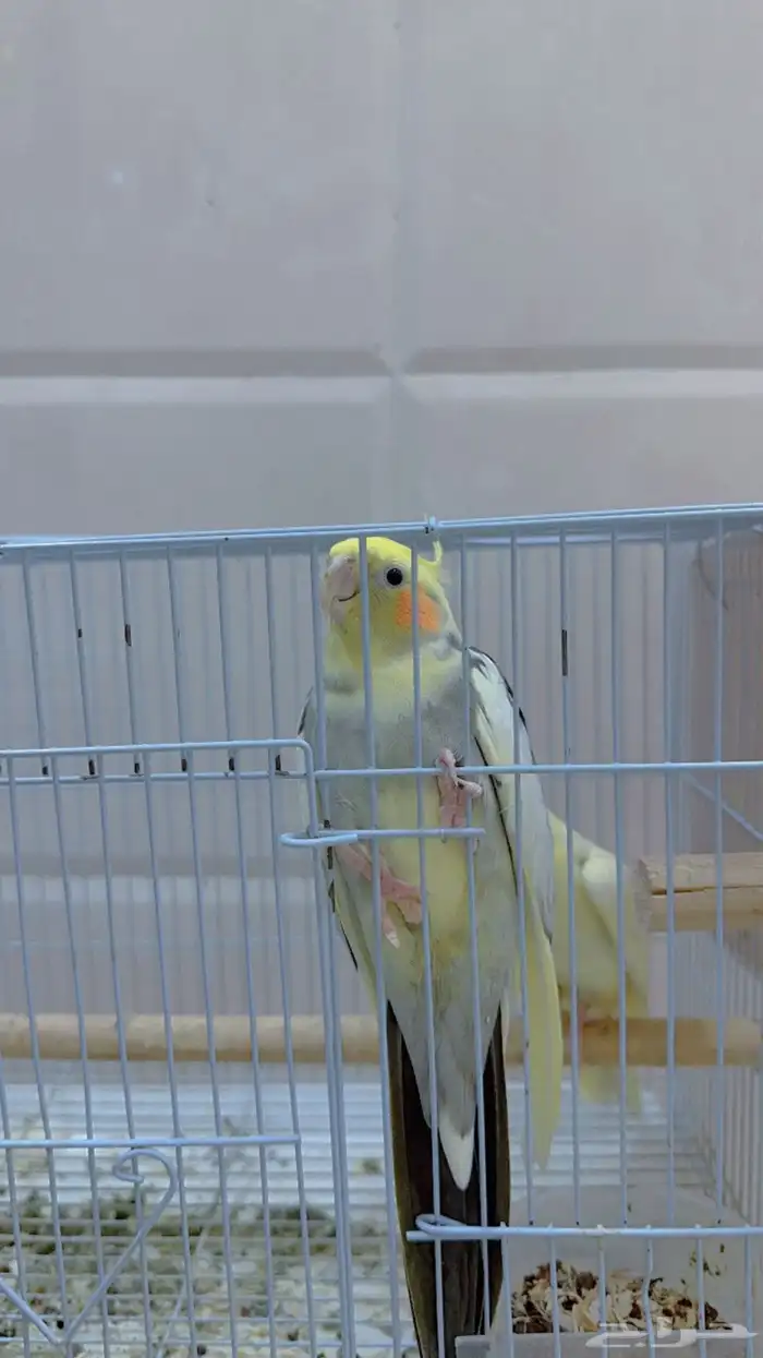 ببغاء كروان 0