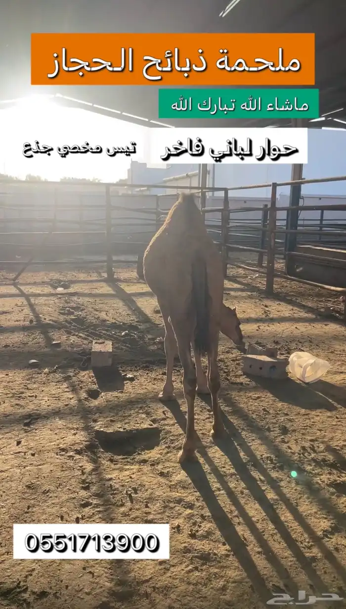 ملحمة ذبائح الحجاز-مخطط البدراني 2