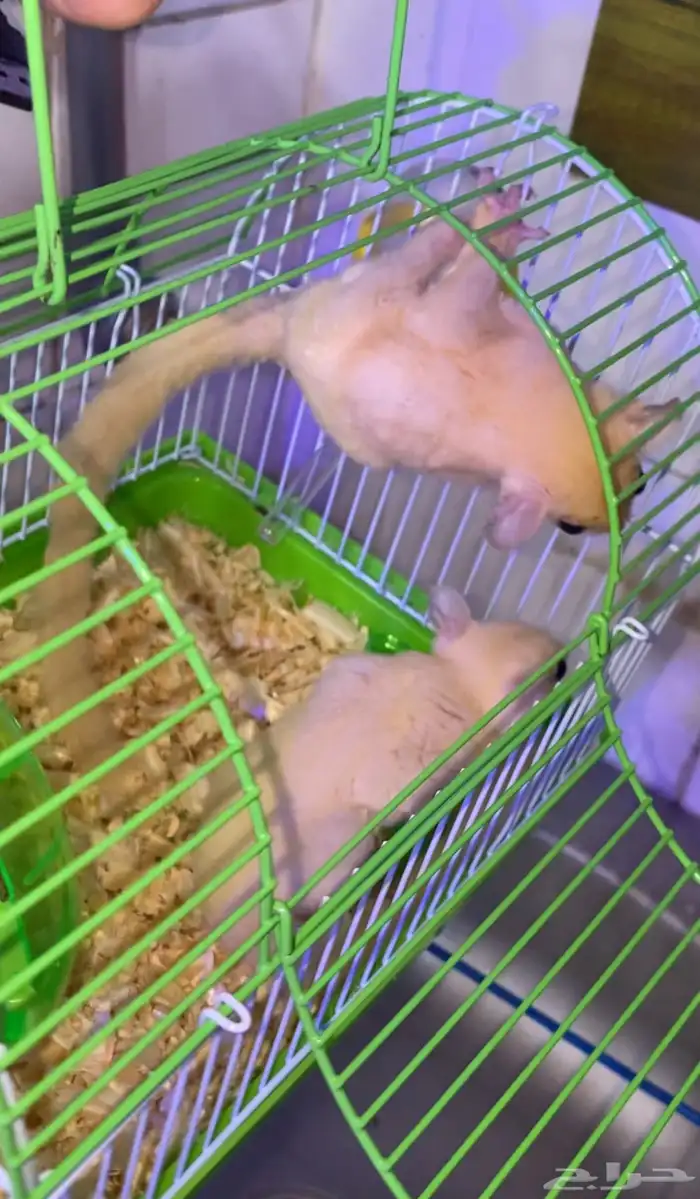 زوج سناجب شوقر قلايدر ابيض 1