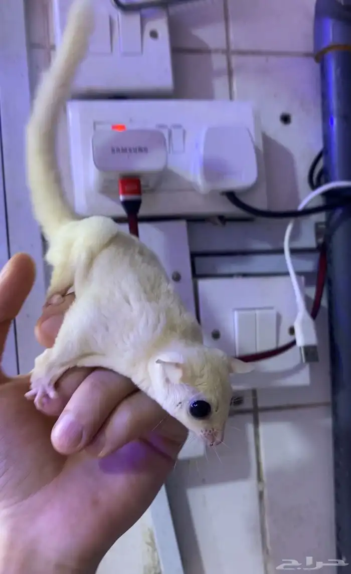 زوج سناجب شوقر قلايدر ابيض 0