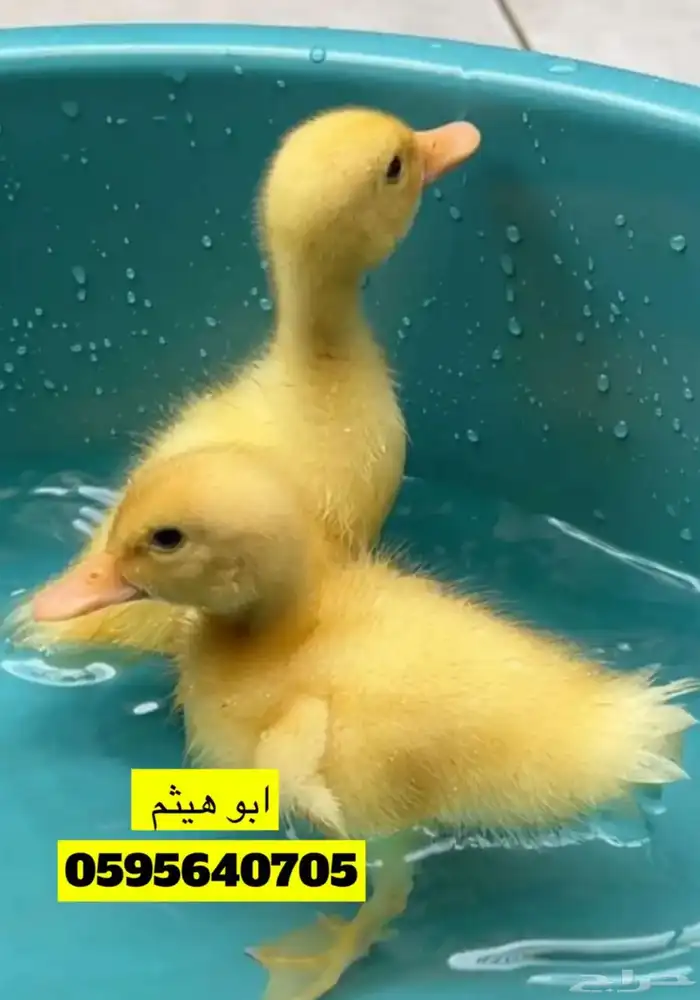 طيور زينه 5