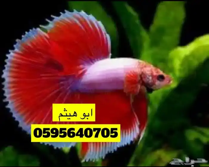 طيور زينه 3