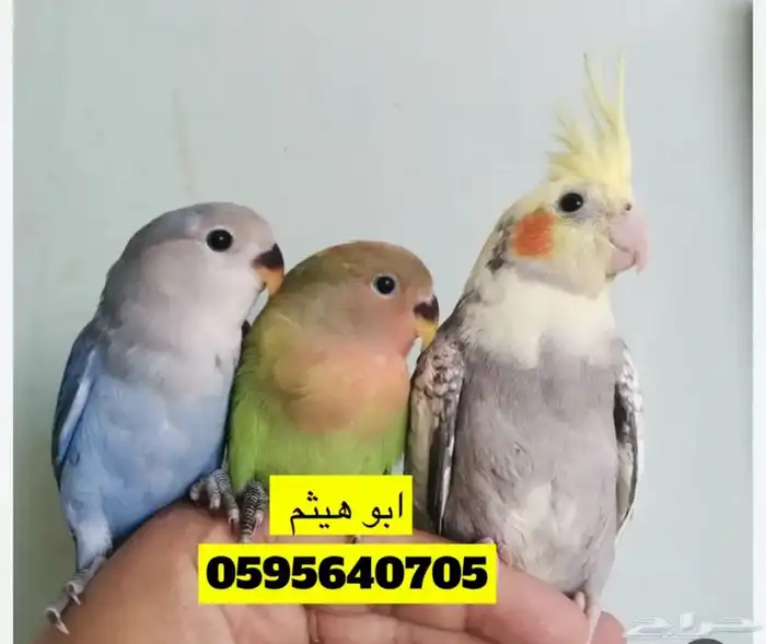 طيور زينه 7