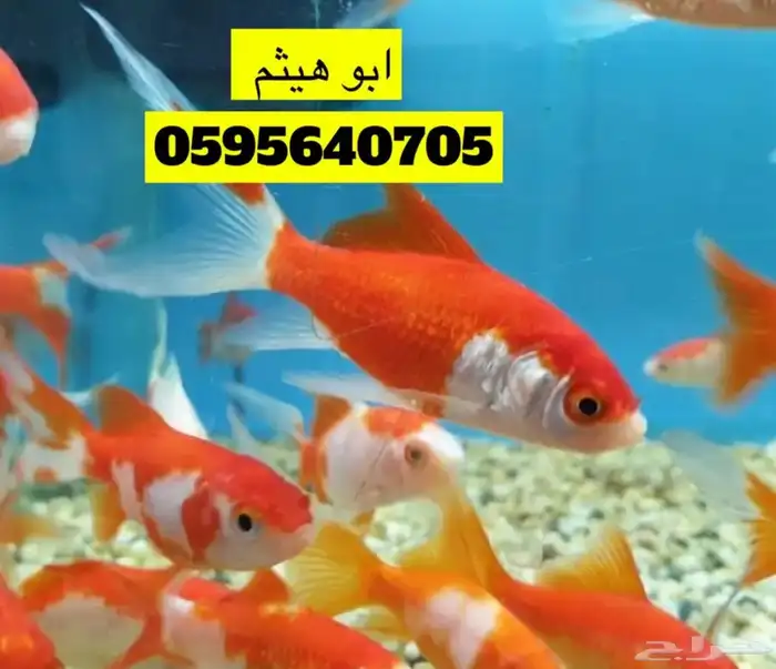 طيور زينه 2