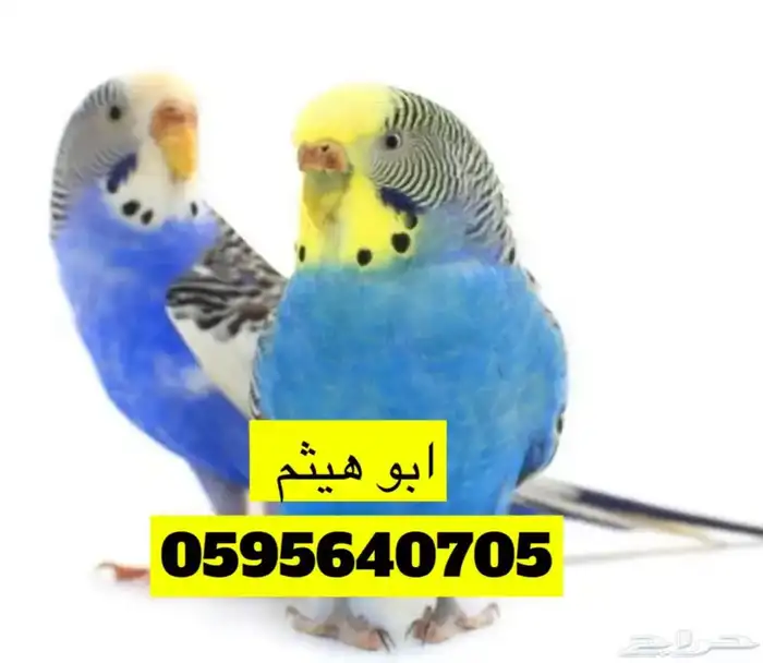 طيور زينه 10