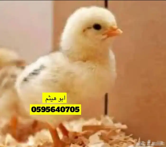 طيور زينه 8