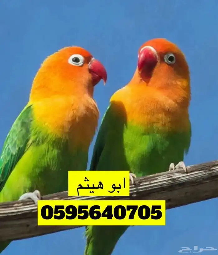 طيور زينه 6