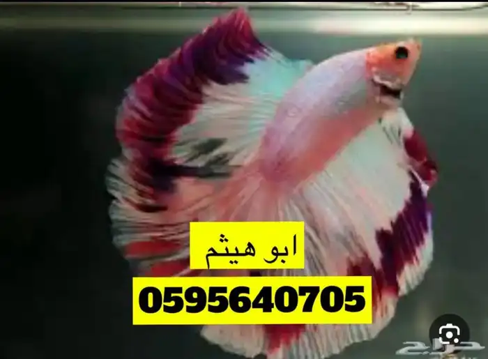 طيور زينه 1