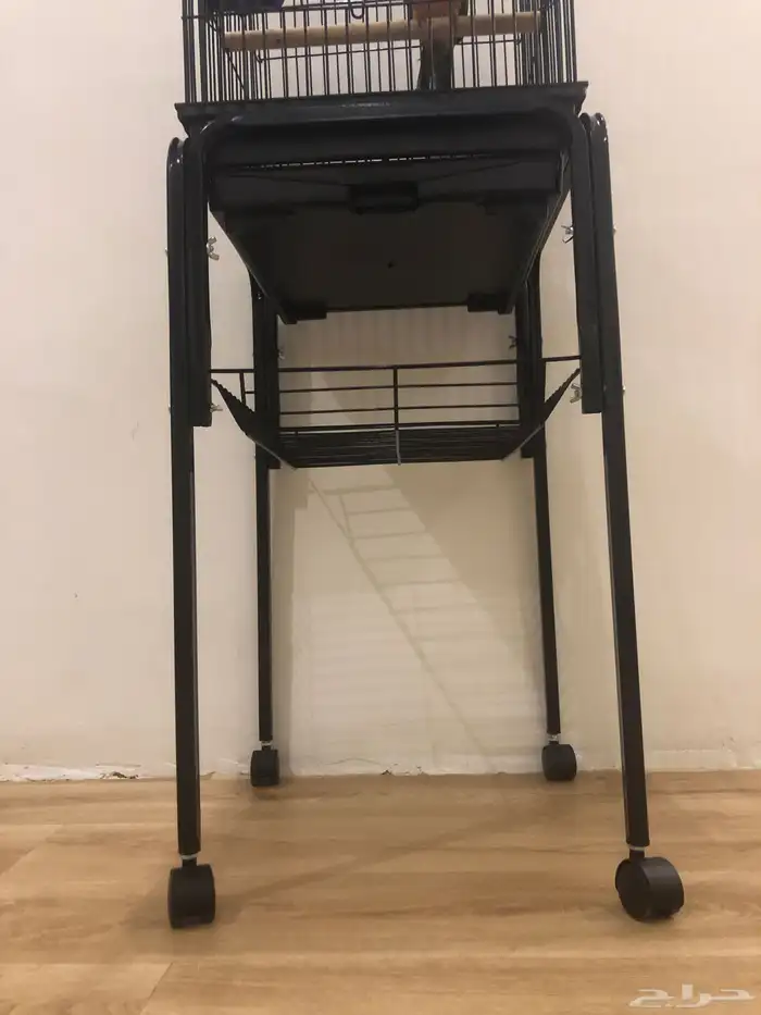 ببغاء صن كنيور تم البيع تابعو اعلاناتي السابقه 3