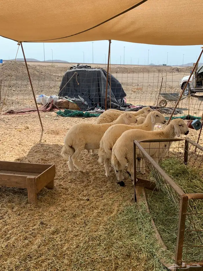 ذبايح حري ذبائح مناسبات ثلاجه يوحد صلخ وتوصيل 1