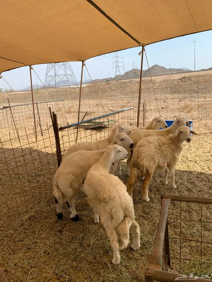 ذبايح حري ذبائح مناسبات ثلاجه يوحد صلخ وتوصيل 3