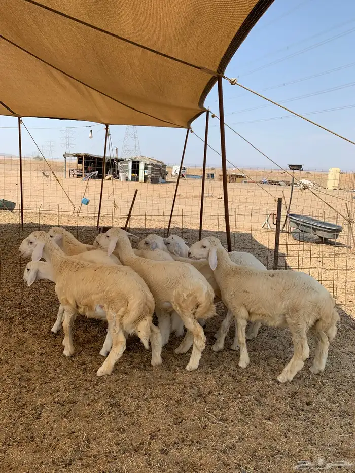 ذبايح حري ذبائح مناسبات ثلاجه يوحد صلخ وتوصيل 2