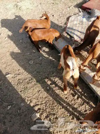 ذبايح بلدي 7