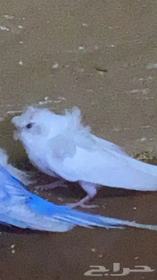 جوزين هوقو عمر النتجه 2
