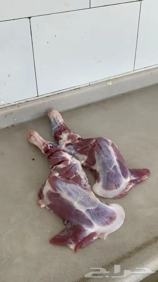 ذبايح بلدي 14