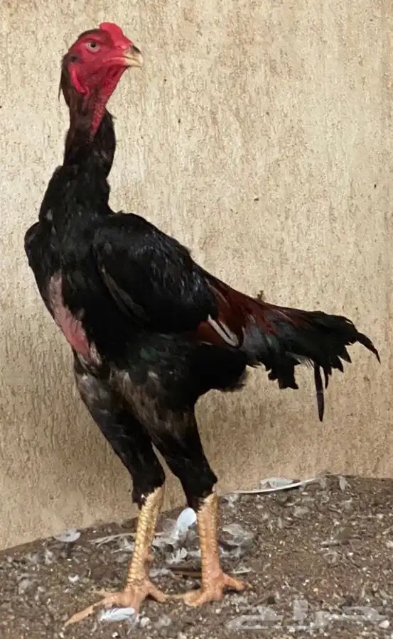 ديوك برازيلية محاربة صنف عالي مميز وفاخر ( تم البيع ) 5