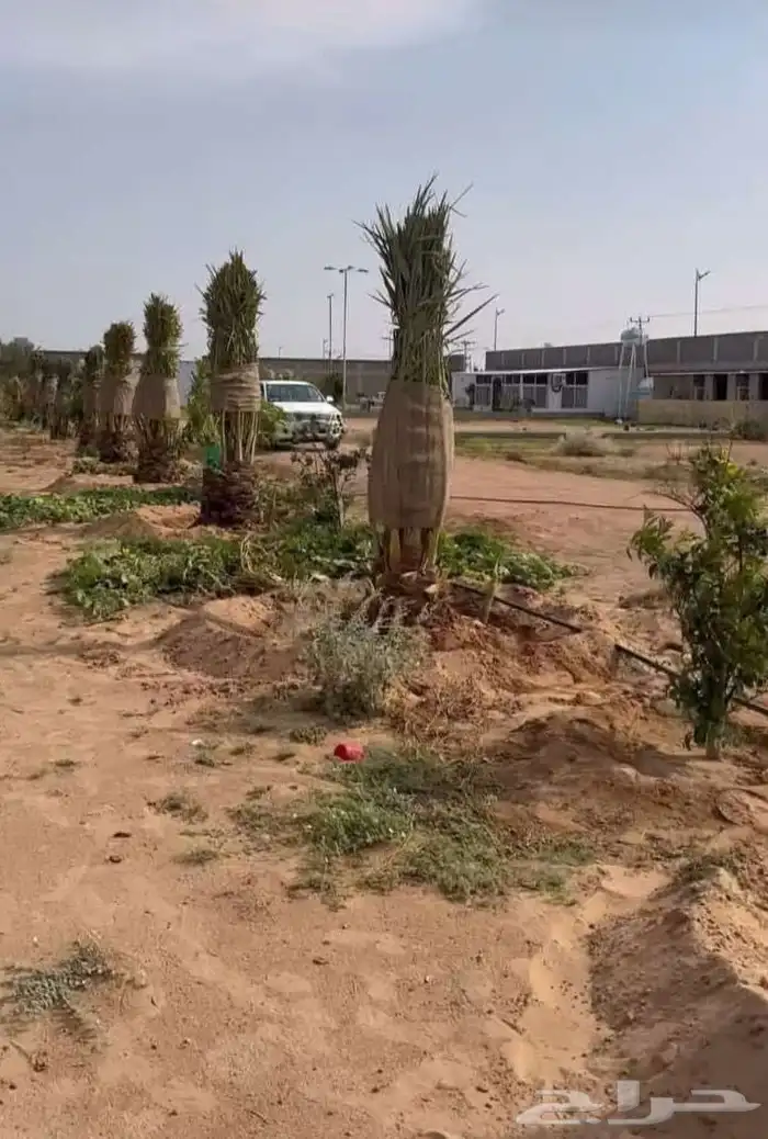 قلع نخل وغرس ونقل من مكان لمكان اخر 0