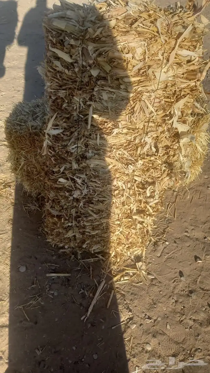 ذره شاميه صفراء 4