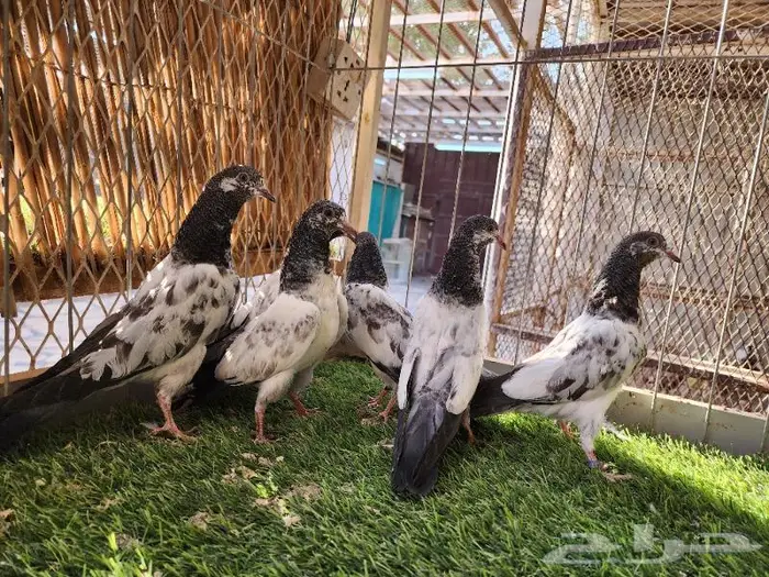 طبات بكستانيات تديات نخب اول تم البيع 4