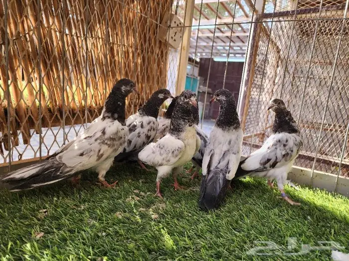 طبات بكستانيات تديات نخب اول تم البيع 5